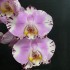Phalaenopsis Art Nouveau (Reduced)