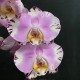 Phalaenopsis Art Nouveau