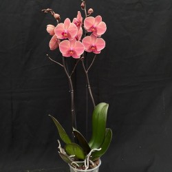 Phalaenopsis Asian Coral Phalaenopsis Asian Coral