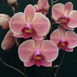 Phalaenopsis Asian Coral Phalaenopsis Asian Coral