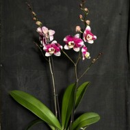 Phalaenopsis Barcelona