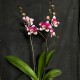 Phalaenopsis Barcelona Phalaenopsis Barcelona