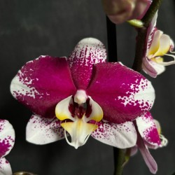 Phalaenopsis Barcelona