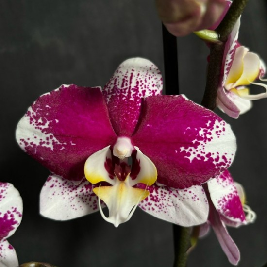 Phalaenopsis Barcelona Phalaenopsis Barcelona