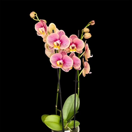 Phalaenopsis Berger