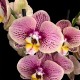 Phalaenopsis Berger
