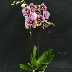 Phalaenopsis Black Stripes