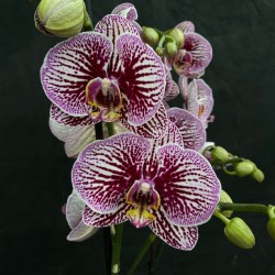 Phalaenopsis Black Stripes