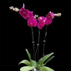 Phalaenopsis Bloemfontein