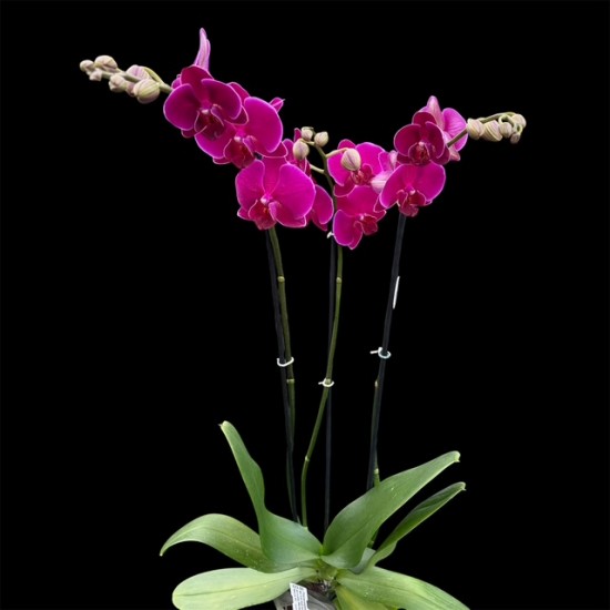 Phalaenopsis Bloemfontein