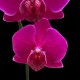 Phalaenopsis Bloemfontein