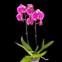 Phalaenopsis Bloemfontein