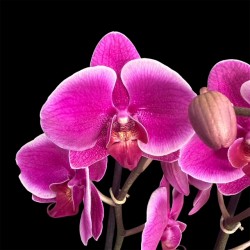 Phalaenopsis Bloemfontein