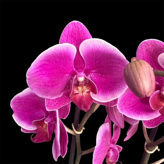 Phalaenopsis Bloemfontein