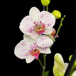 Phalaenopsis Bohemian Goya