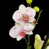 Phalaenopsis Bohemian Goya