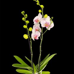 Phalaenopsis Bohemian Goya