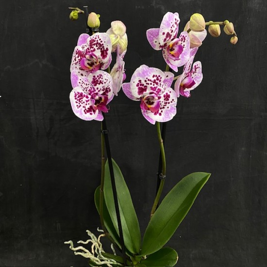 Phalaenopsis Bohemian Goya Phalaenopsis Bohemian Goya