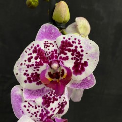 Phalaenopsis Bohemian Goya