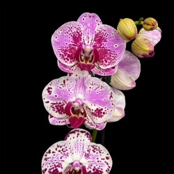 Phalaenopsis Bohemian Mondriaan