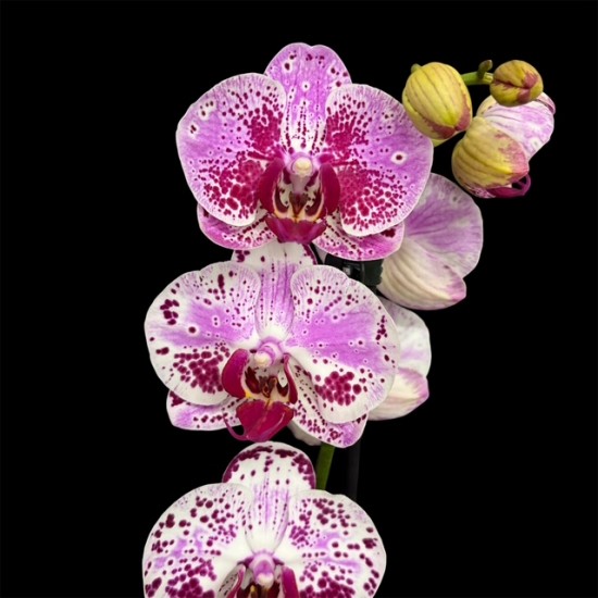 Phalaenopsis Bohemian Mondriaan