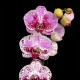 Phalaenopsis Bohemian Mondriaan