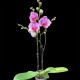 Phalaenopsis Bohemian Mondriaan