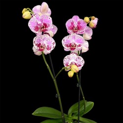 Phalaenopsis Bohemian Mondriaan
