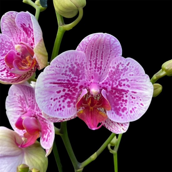 Phalaenopsis Bohemian Mondriaan
