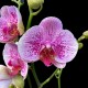 Phalaenopsis Bohemian Mondriaan