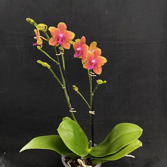 Phalaenopsis Bolgheri