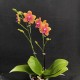 Phalaenopsis Bolgheri