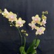 Phalaenopsis Bolgheri Lemon
