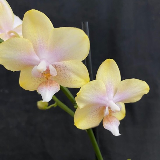 Phalaenopsis Bolgheri Lemon