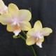 Phalaenopsis Bolgheri Lemon