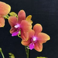 Phalaenopsis Bolgheri