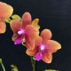 Phalaenopsis Bolgheri