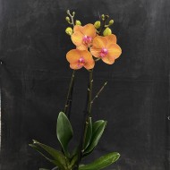Phalaenopsis Bologna