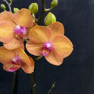 Phalaenopsis Bologna