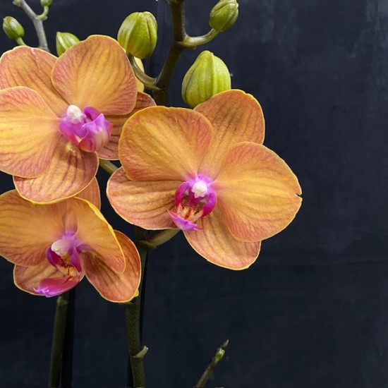Phalaenopsis Bologna