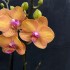 Phalaenopsis Bologna