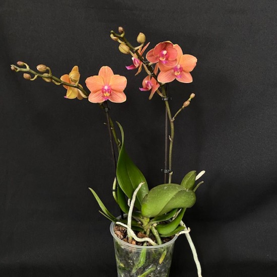 Phalaenopsis Bolzano