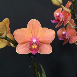 Phalaenopsis Bolzano