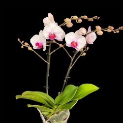 Phalaenopsis Cadi