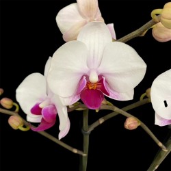 Phalaenopsis Cadi