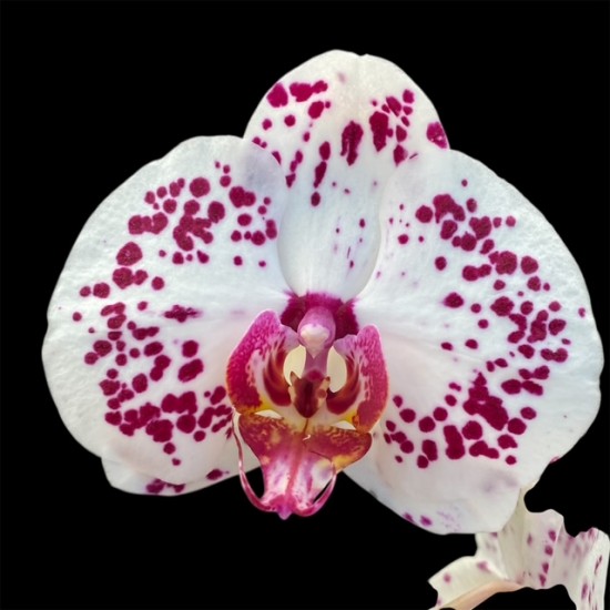 Phalaenopsis Calypso Cascade