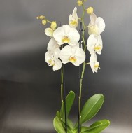 Phalaenopsis Cambridge