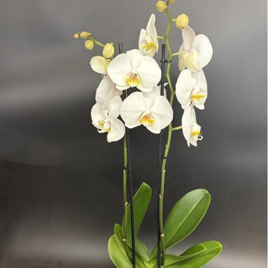 Phalaenopsis Cambridge Phalaenopsis Cambridge