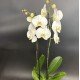 Phalaenopsis Cambridge Phalaenopsis Cambridge