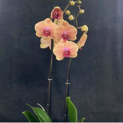 Phalaenopsis Caribbean Dream